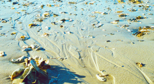Low tide at Chocolate showing broken oyster shells randomly dispersed oversand bottom