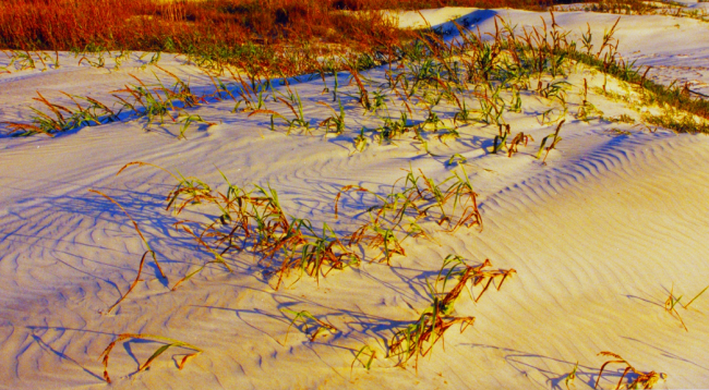 Play of light, shadow, and ripple patterns over the Sapelo Island dune system