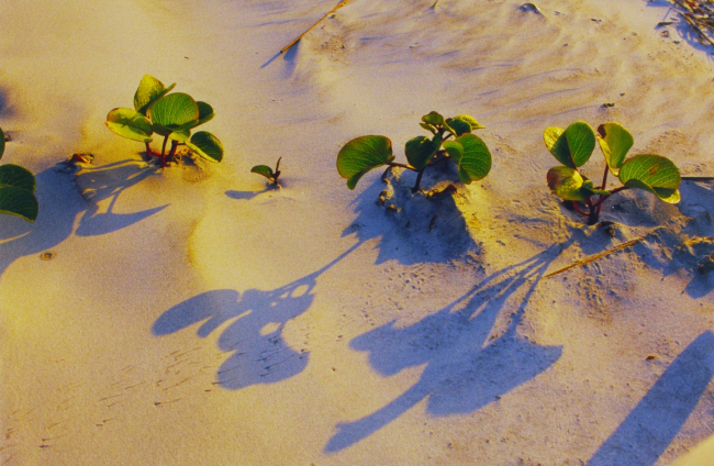 Railroad vine and ghost crab tracks