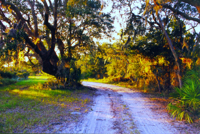 Live oaks and palmetto along the road to Sapelo Island Lighthouse