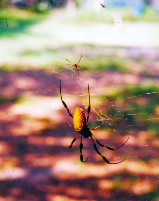 Golden Silk Spider