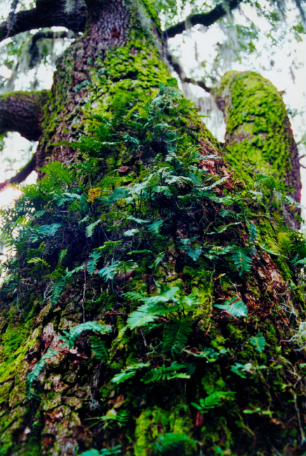 Resurrection fern growing on a tree trunk