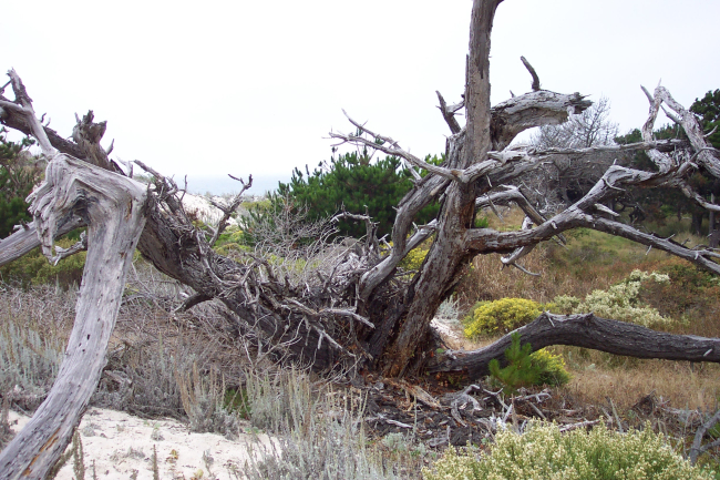 Remains of a Monterey pine, Pinus radiata, and various types of dune vegetation