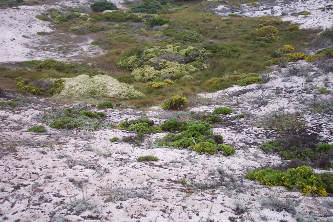 Dune vegetation