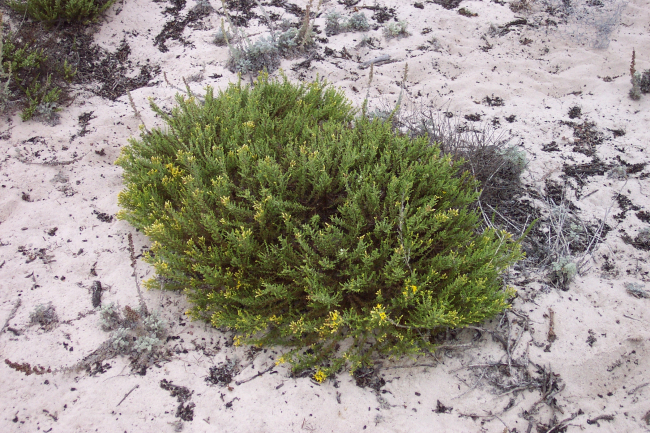 Dune vegetation