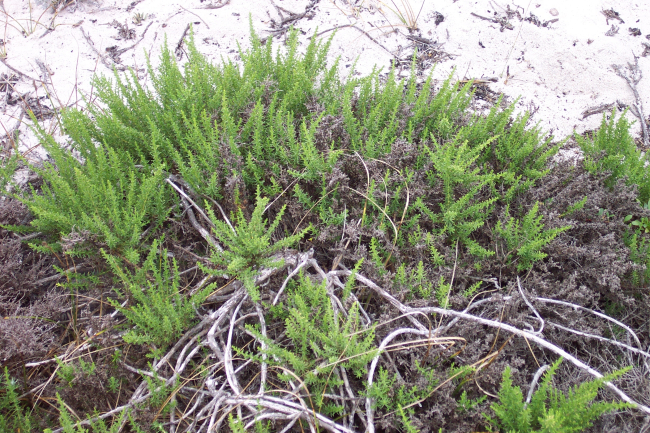 Dune vegetation