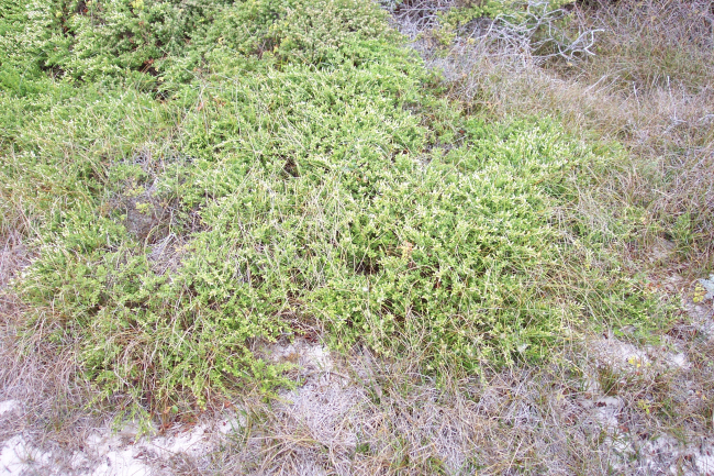 Dune vegetation