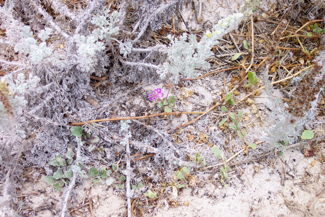Dune vegetation