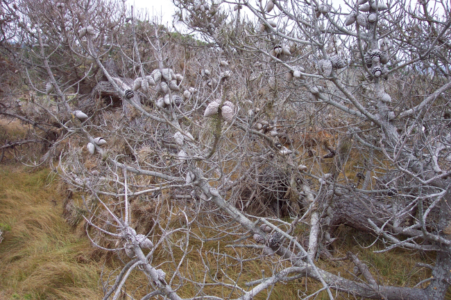 A dead Montery pine tree, Pinus radiata with cones still attached to the the branches