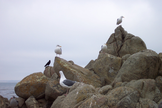 Seagulls at Point Pinos