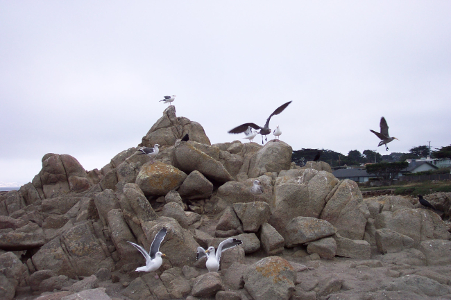 Seagulls at Point Pinos