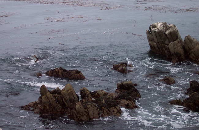 A sea-otter's head can be seen in the left-center of the image