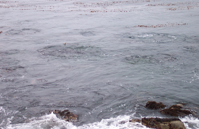 A sea-otter's head can be seen in the left-center of the image