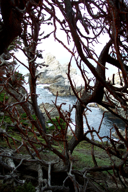 A magnificent headland at Point Lobos as seen through Monterey Cypress,Cupressus macrocarpa