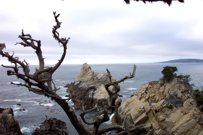 A magnificent headland at Point Lobos as seen through Monterey Cypress,Cupressus macrocarpa