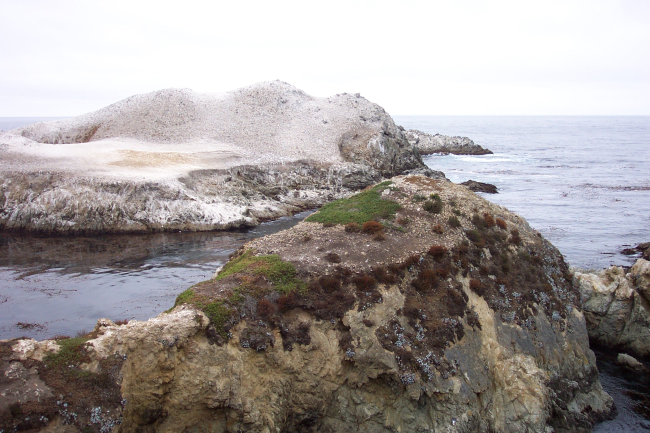 Bird Island covered with guano