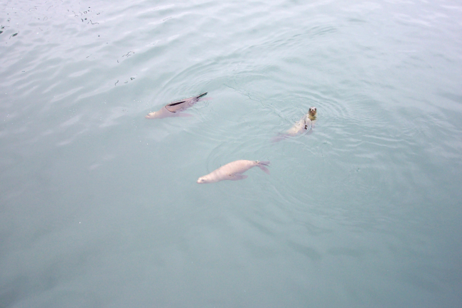 Sea lions swimming near Fisherman's Wharf, Monterey