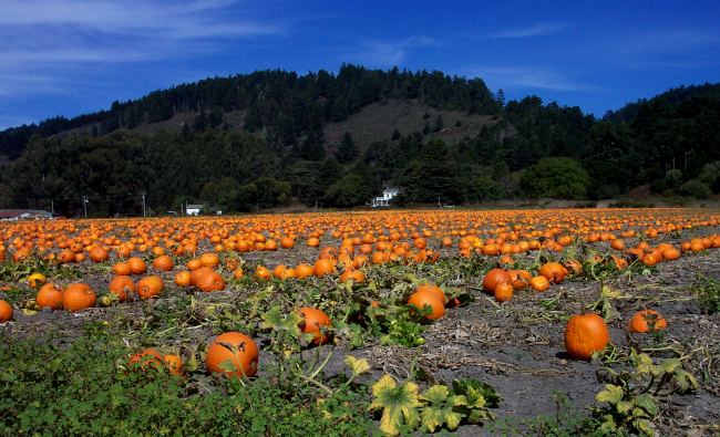 A pumpkin patch along Highway 1 north of Davenport