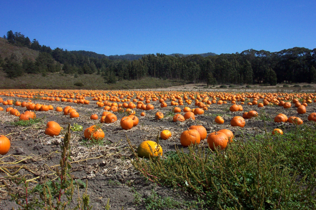A pumpkin patch along Highway 1 north of Davenport