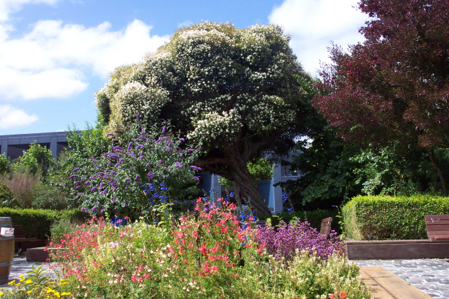One of many public gardens beautifying San Francisco