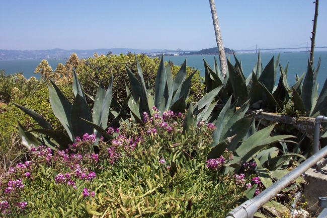 A garden near the warden's home on Alcatraz Island