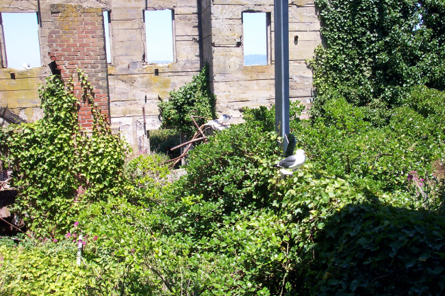 Western Gulls living in the warden's home on Alcatraz Island