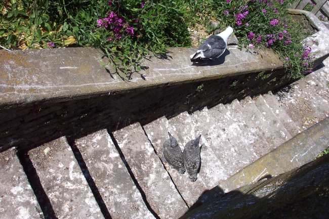 Western Gull chicks on a stairway at Alcatraz Island