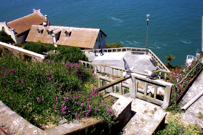 Western Gull disputing landing zone with a colleague on Alcatraz Island