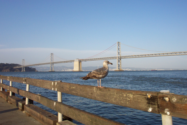 A seagull taking in the view of the San Francisco-Oakland Bay Bridge