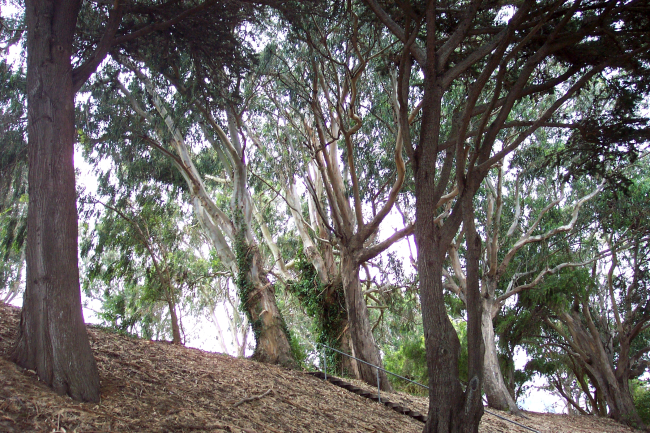 Eucalyptus trees on a hillside at Fort Mason showing the effects of theprevailing wind direction