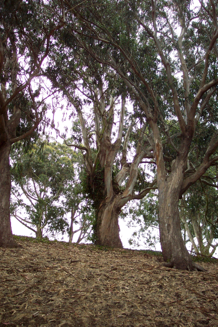 Huge eucalyptus trees at Fort Mason