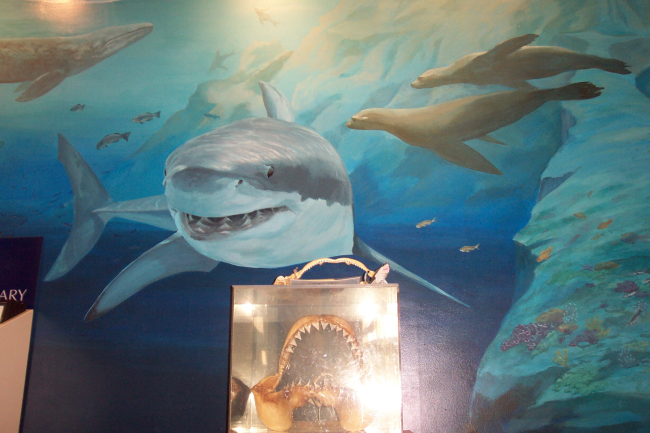 A great white shark image dominates a wall mural at the NOAA Gulf of theFarallons National Marine Sanctuary Headquarters