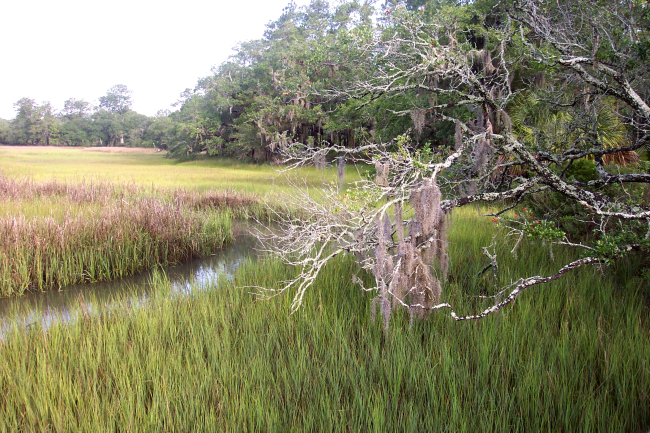 Salt water marsh, oaks and Spanish moss near the Wando River at Daniel Island