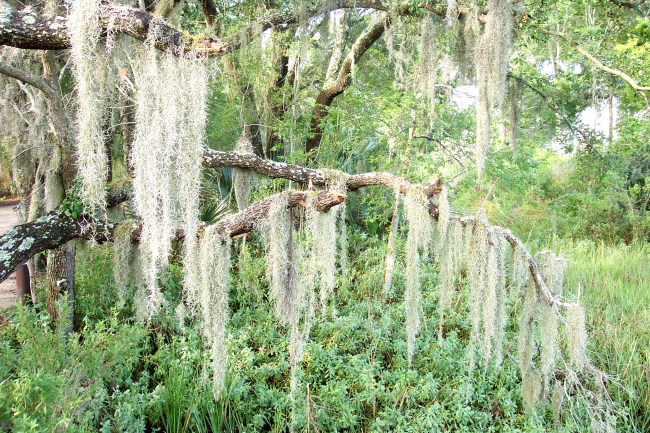 Spanish moss ( Tillandsia usneoides)
