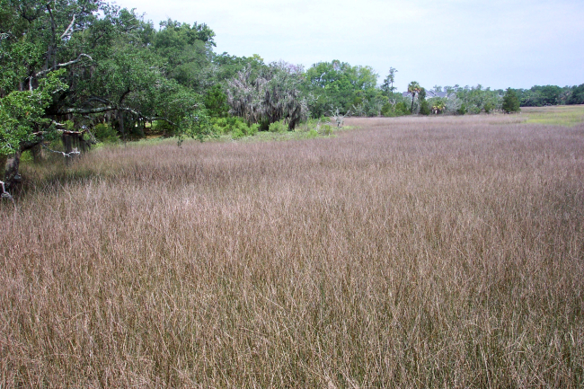The edge of the salt marsh meeting oak and other higher ground flora on DanielIsland