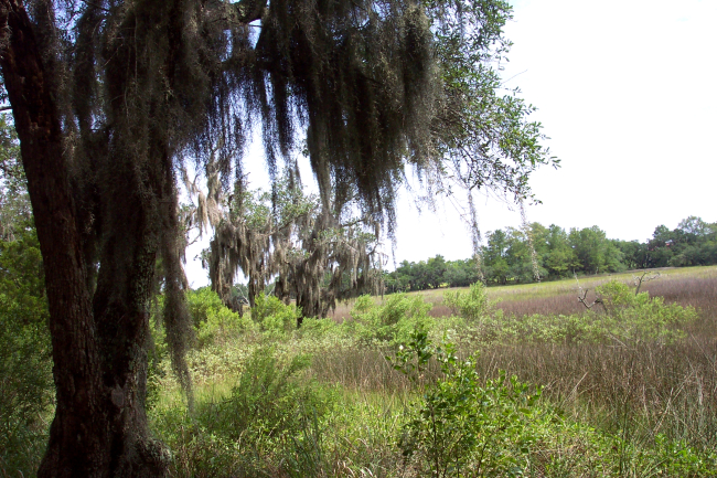 Oak, Spanish moss, and salt marsh on Daniel Island near the Wando River