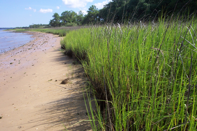 Wando River shoreline at low tide