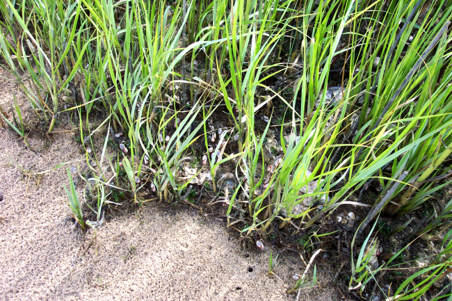 Look closely to see the fiddler crabs scurrying for cover in the marsh grass