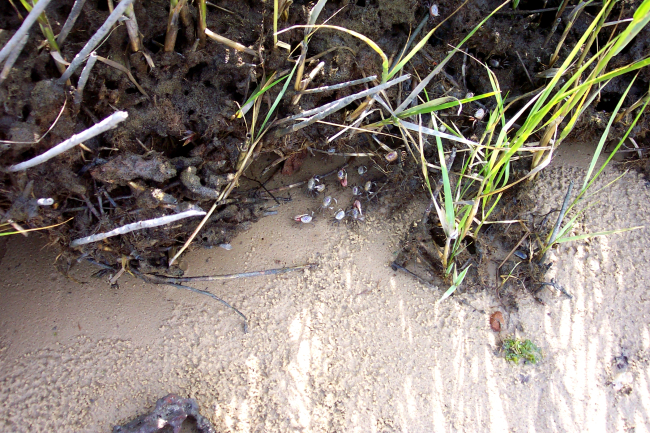 Look closely to see the fiddler crabs scurrying for cover in the marsh grass