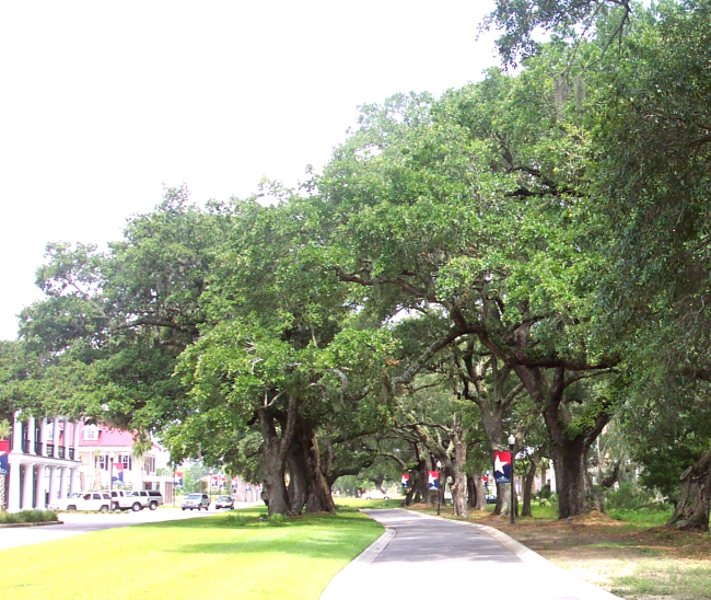 Giant oaks on Daniel Island