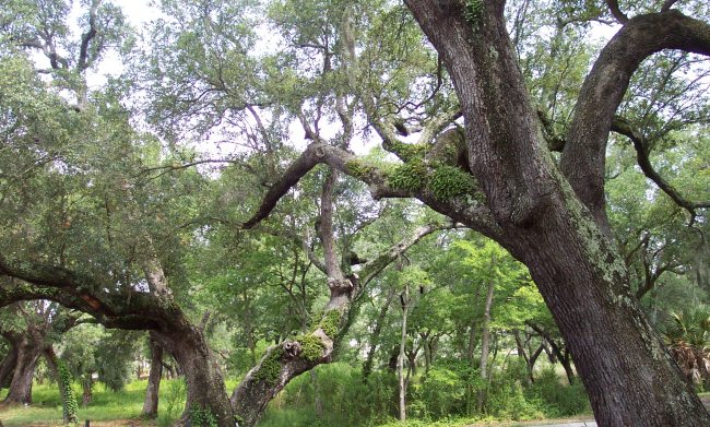 Giant oaks on Daniel Island