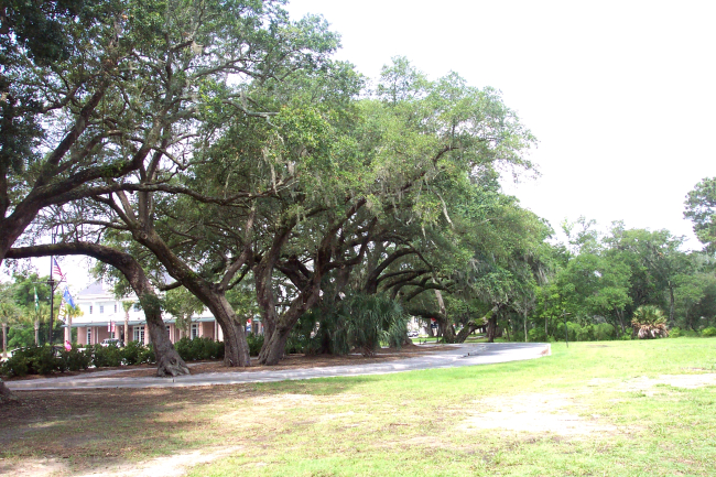 Giant oaks on Daniel Island