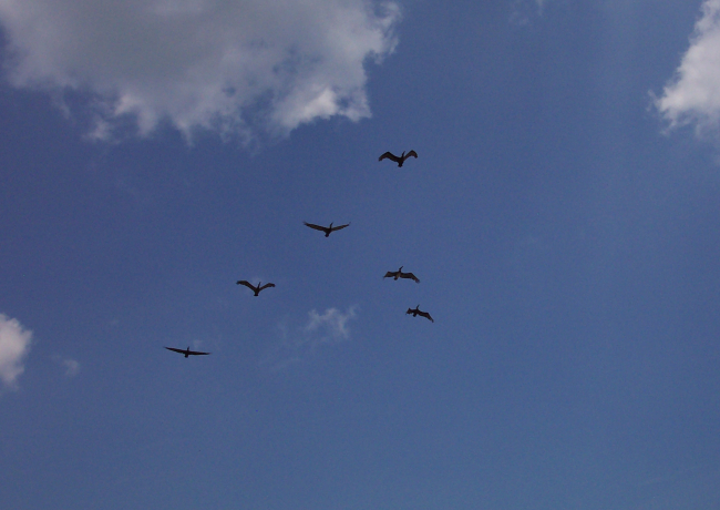 Pelicans flying overhead near Fort Moultrie on Sullivans Island