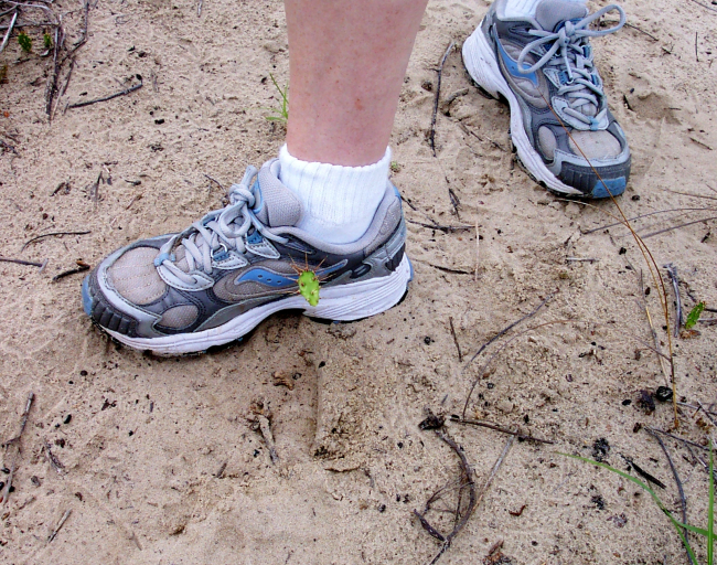 Glad that cactus got caught in a shoe instead of on a barefoot