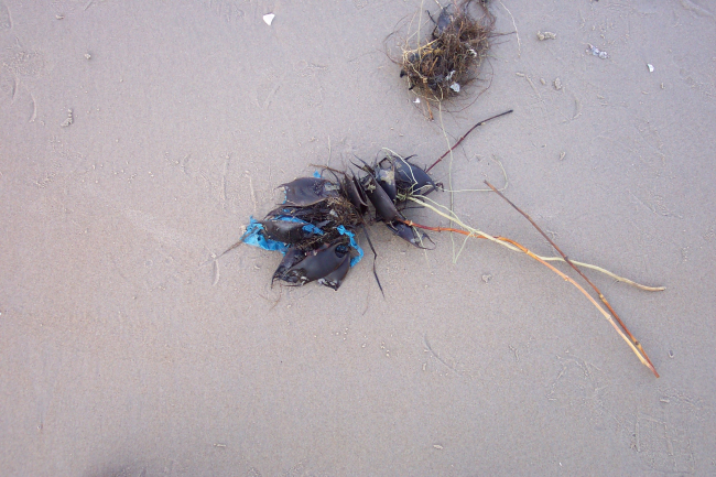 Sea purses intertwined with fragments of plastic at Cape Henry