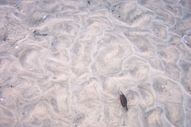 Ripple patterns and a single sea purse in a high energy tidal channel at CapeHenry