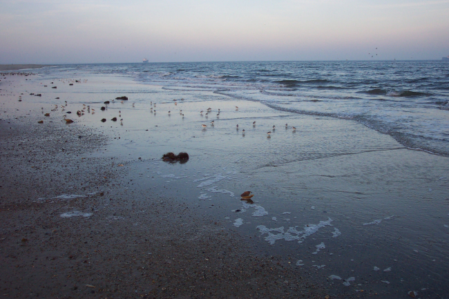 Shore birds looking for dinner in the surf zone at Cape Henry