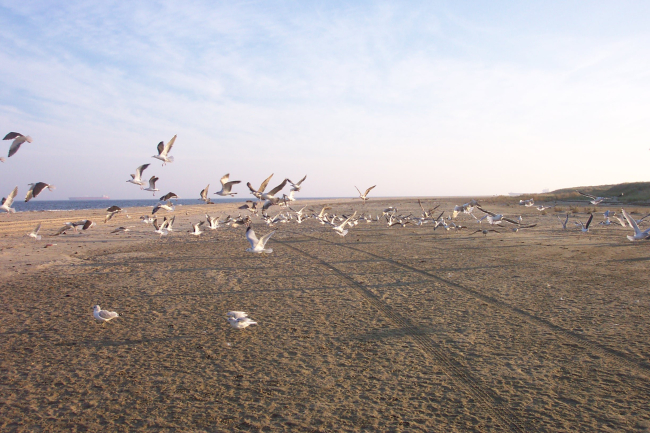 A flock of sea gulls taking off at Cape Henry