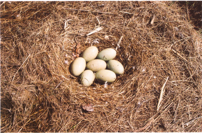 Mute swan eggs