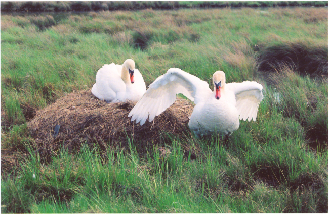 Mute swan guarding its nest in an agressive posture